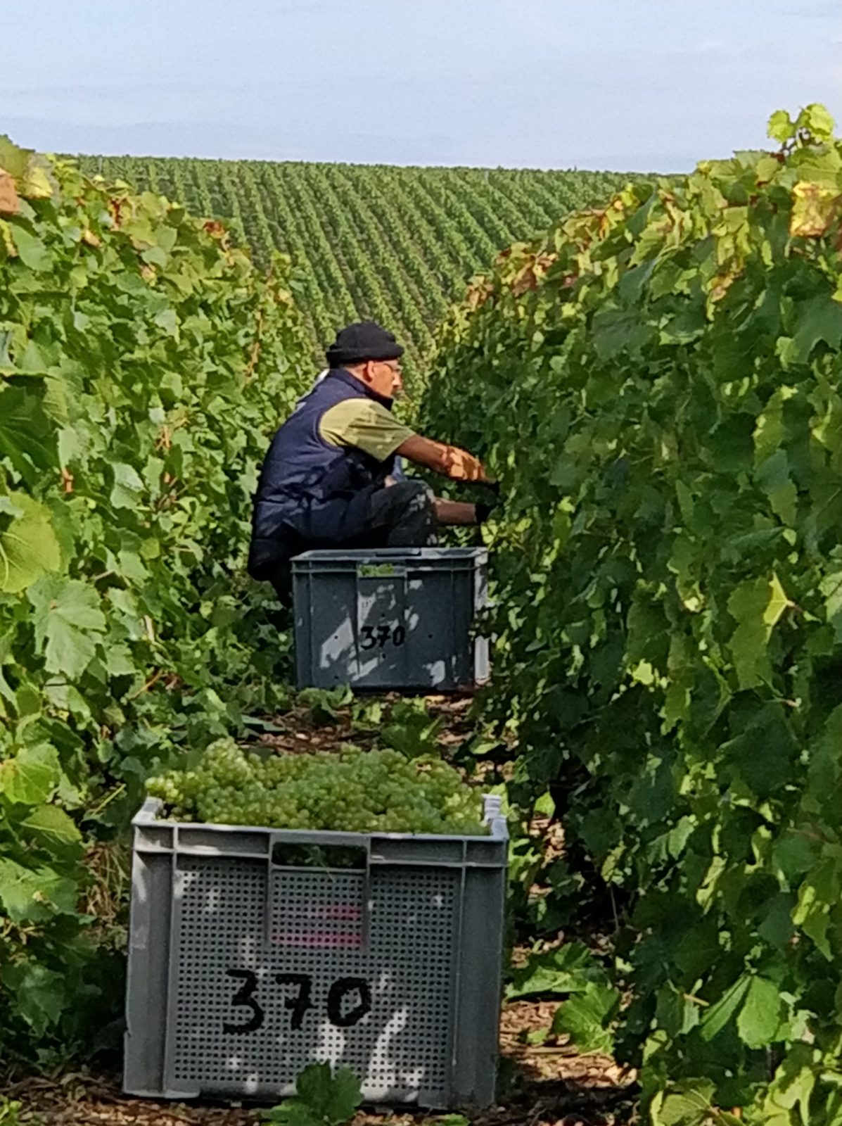 Mesnil Volibart